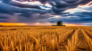 Saskatchewan harvest scene in September with golden wheat stubble and a distant combine beneath a dramatic low autumn sky
