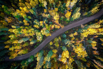 Golden Passage – Autumn Road Through The Forest