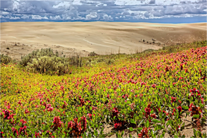 Main image Blooming Sands — The Great Sandhills, Saskatchewan