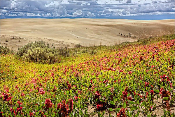 Main image Blooming Sands — The Great Sandhills, Saskatchewan
