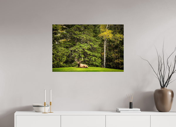 90 x 60 cm, Photo Print Keeper of the Pines — Prince Albert National Park, Saskatchewan