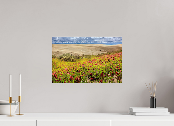 45 x 30 cm, Acrylic Print Blooming Sands — The Great Sandhills, Saskatchewan