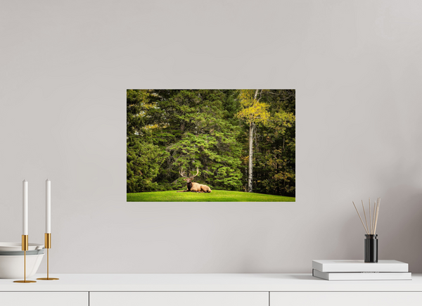 45 x 30 cm, Acrylic Print Keeper of the Pines — Prince Albert National Park, Saskatchewan