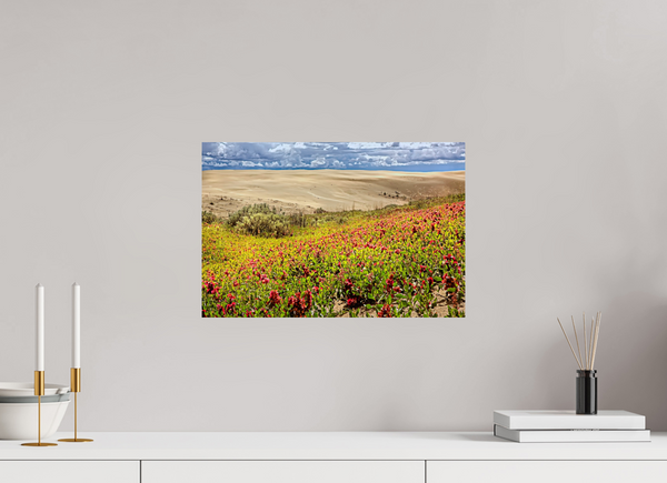 45 x 30 cm, Photo Print Blooming Sands — The Great Sandhills, Saskatchewan