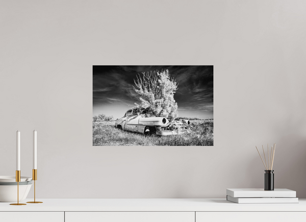 45 x 30 cm, Black & White Photo Print Where Time Took Root