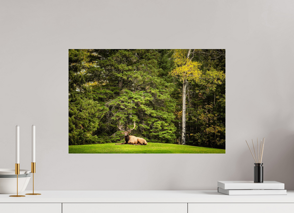 60 x 40 cm, Acrylic Print Keeper of the Pines — Prince Albert National Park, Saskatchewan