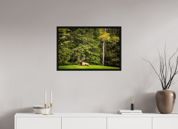 75 x 50 cm, Framed Print Keeper of the Pines — Prince Albert National Park, Saskatchewan