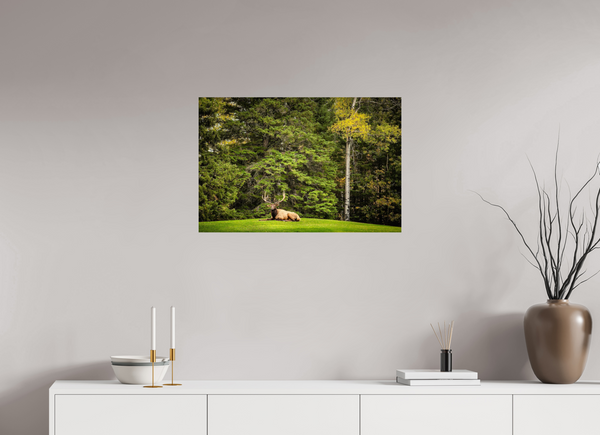 75 x 50 cm, Photo Print Keeper of the Pines — Prince Albert National Park, Saskatchewan