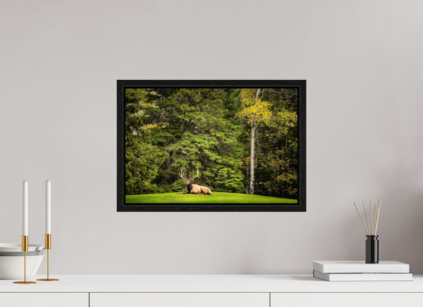 45 x 30 cm, Framed Print Keeper of the Pines — Prince Albert National Park, Saskatchewan