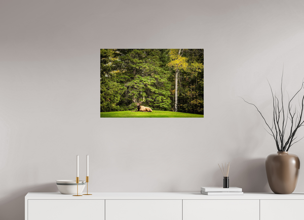 75 x 50 cm, Acrylic Print Keeper of the Pines — Prince Albert National Park, Saskatchewan