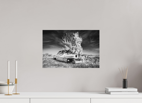 45 x 30 cm, Black & White Metal Print Where Time Took Root