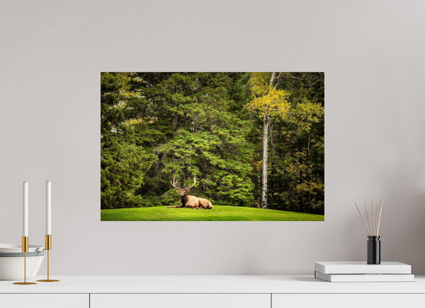 60 x 40 cm, Photo Print Keeper of the Pines — Prince Albert National Park, Saskatchewan
