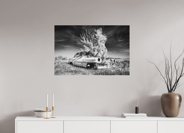 90 x 60 cm, Black & White Acrylic Print Where Time Took Root