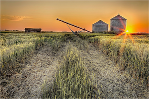 Main image Harvest Glow – Prairie Sunset over the Wheat Fields