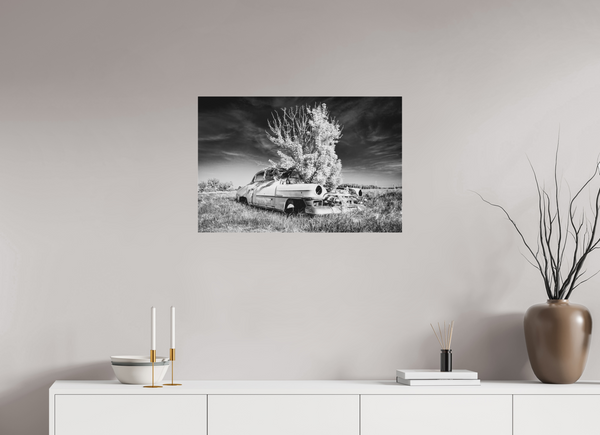75 x 50 cm, Black & White Acrylic Print Where Time Took Root