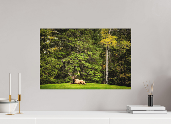 60 x 40 cm, Metal Print Keeper of the Pines — Prince Albert National Park, Saskatchewan