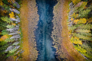 Autumn Veins
