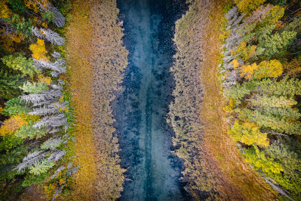 Autumn Veins