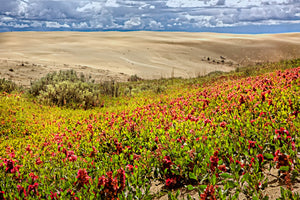 Blooming Sands