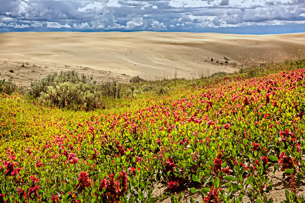 Blooming Sands