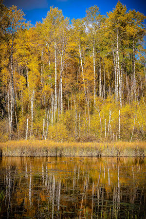 Golden Stillness
