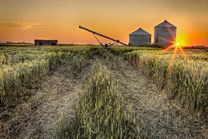 Harvest Glow