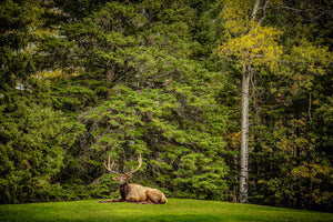 Keeper Of The Pines