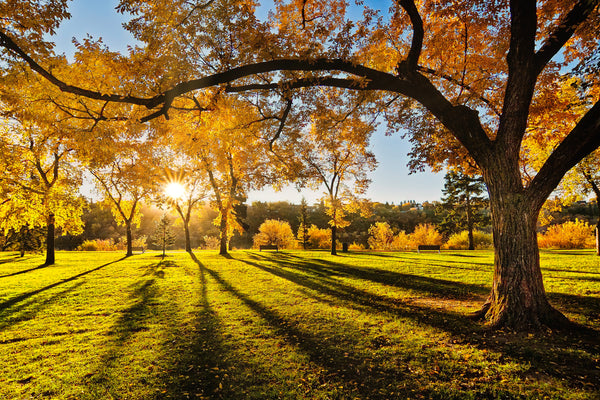 Long Shadows Of Autumn