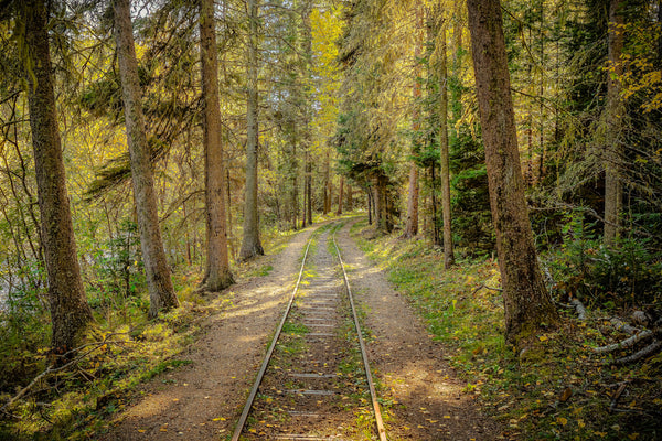 Tracks Through Time