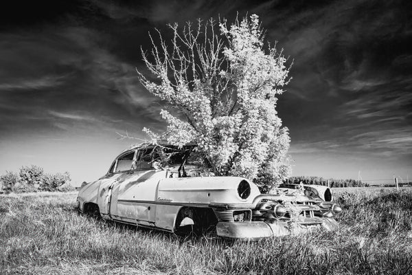 Where Time Took Root