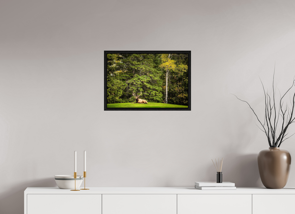 60 x 40 cm, Framed Print Keeper of the Pines — Prince Albert National Park, Saskatchewan