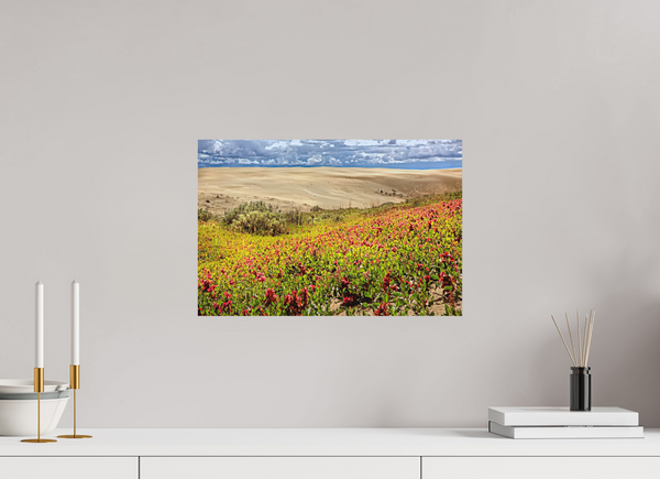 45 x 30 cm, Metal Print Blooming Sands — The Great Sandhills, Saskatchewan
