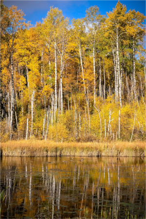 Main image Golden Stillness — Autumn Reflections in Saskatchewan