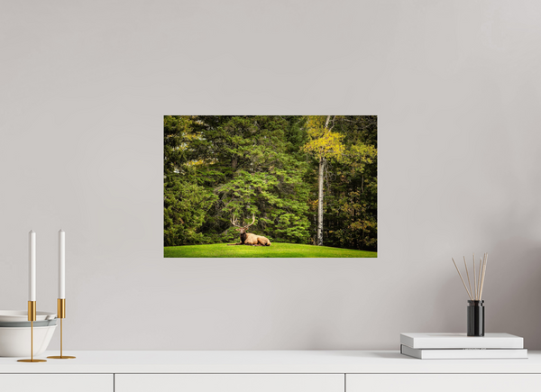 45 x 30 cm, Photo Print Keeper of the Pines — Prince Albert National Park, Saskatchewan