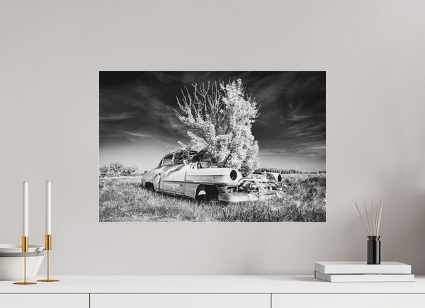 60 x 40 cm, Black & White Acrylic Print Where Time Took Root