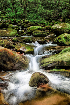Main image Forest Lullaby — Roaring Fork, Great Smoky Mountains