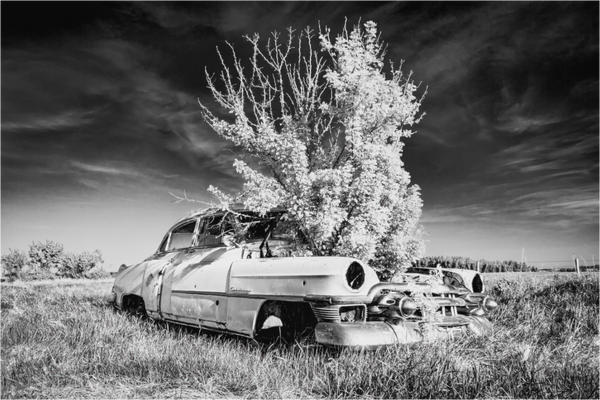 Main image Where Time Took Root