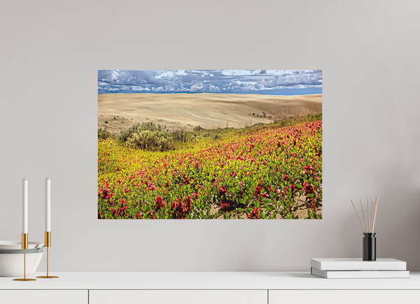 60 x 40 cm, Metal Print Blooming Sands — The Great Sandhills, Saskatchewan