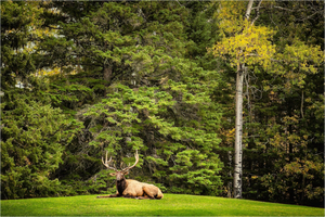 Main image Keeper of the Pines — Prince Albert National Park, Saskatchewan
